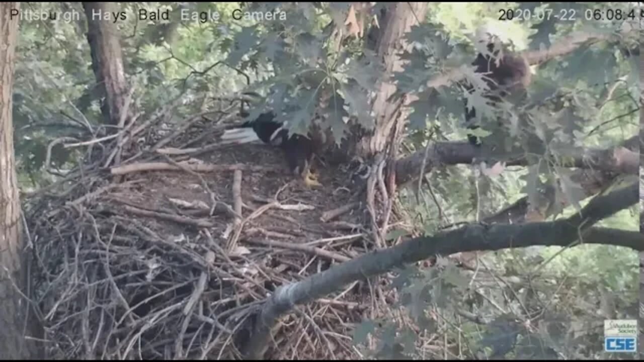 Hays Eagles Dad brings in a stick Let the nestorations begin! 2020 07 22 605AM