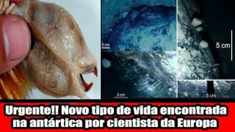 Novo tipo de vida encontrada na antártica por cientista da Europa