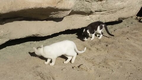 Our Cats #76 #shorts – Kiss, Rest, Chase