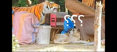 TROLL prank dog funny & fake lion and fake tiger prank to dog & huge box prank to dog