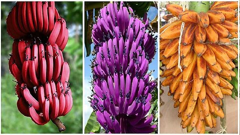 World's Most Expensive Banana - Japanese banana can eat peel - Amazing Japan Agriculture Technology