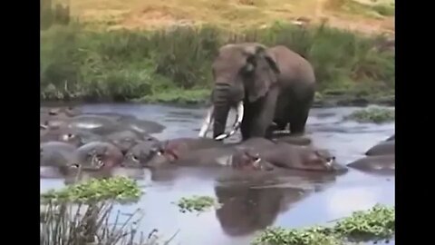 Elephant vs Hippos - Amazing Animals