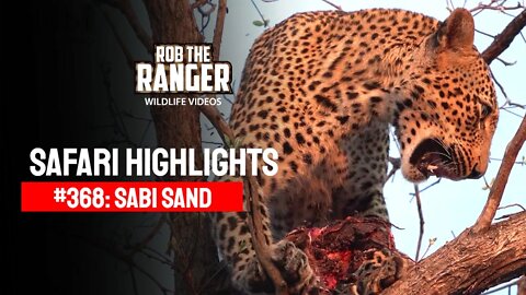 Safari Highlights #368: 03 - 05 October 2015 | Sabi Sand Nature Reserve | Latest Wildlife Sightings