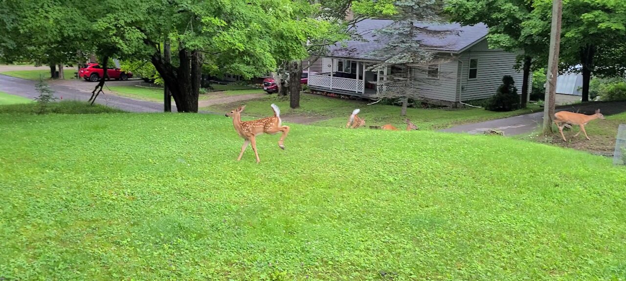 Deer on the run