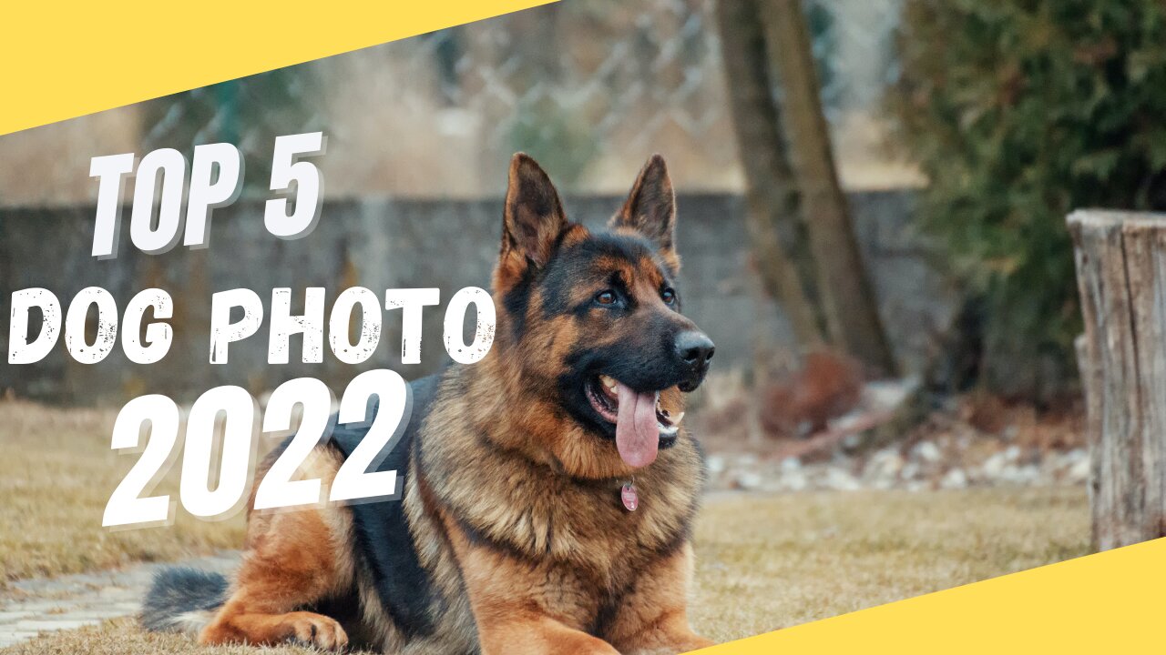 dog photo pet dog animal #shots video