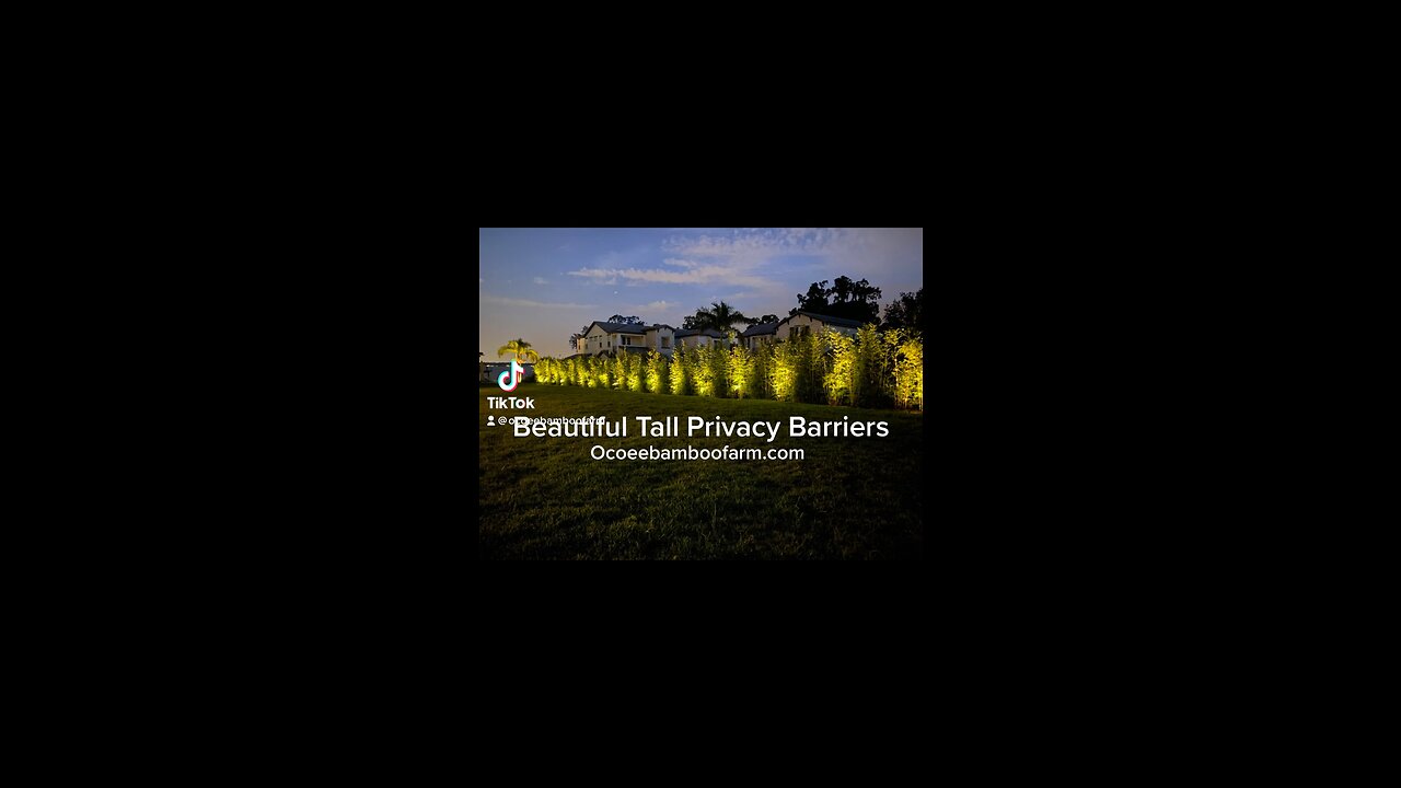 Perfect Fast Growing Tall Privacy Barriers & Privacy Screening Ocoee Bamboo Farm 407-777-4807