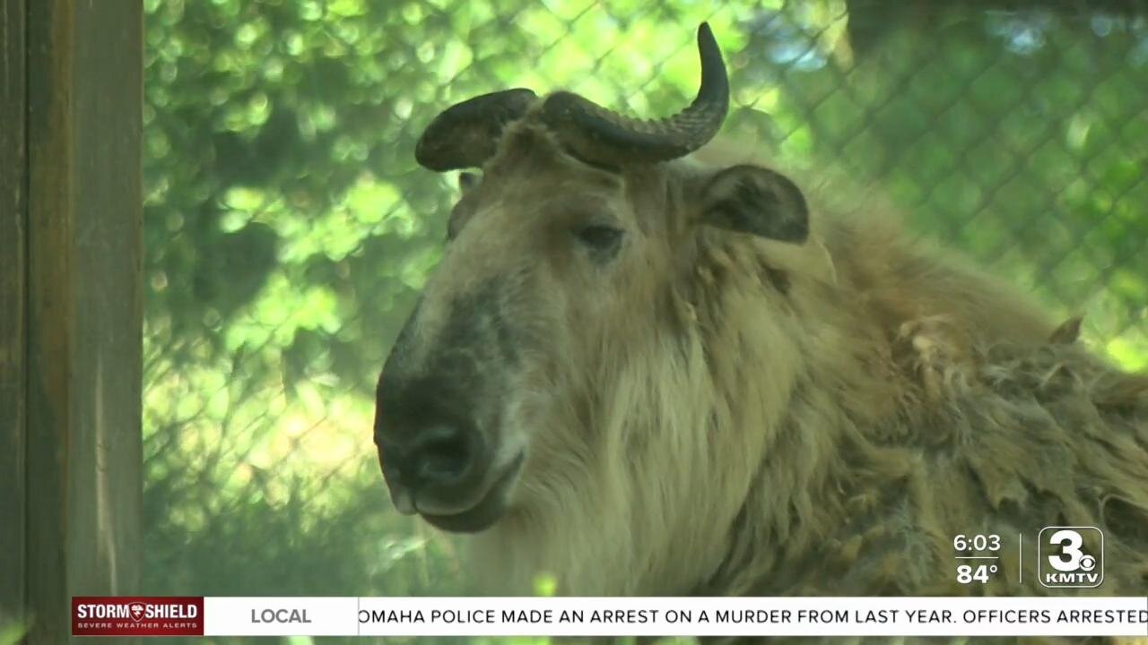 "They like to hang out in the shade": How Omaha's zoo protects its animals and guests in the heat