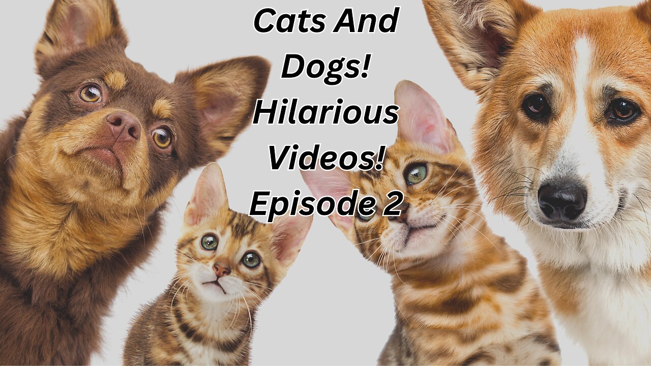 Funny Cats And Dogs Episode 2