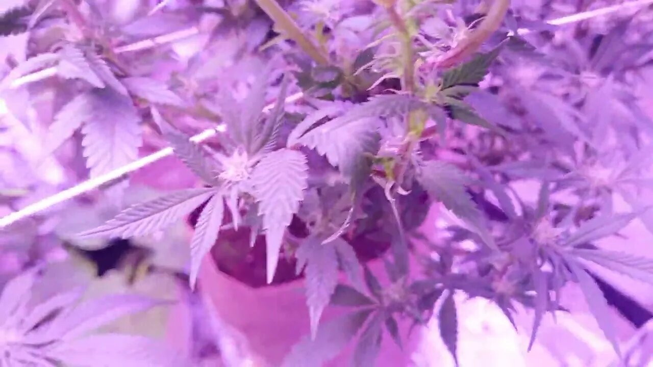 week 3 of Bloom Growing Cannabis Indoors