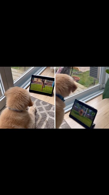 Dog watching favorite cartoon sees real squirrel out of nowhere