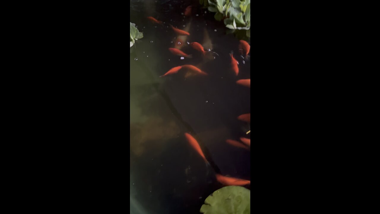 more koi