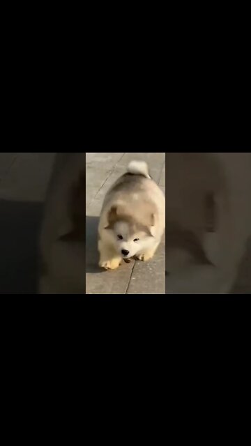 AQUELE AMIGO QUE ADORA TE ZUAR🤣🤣🤣