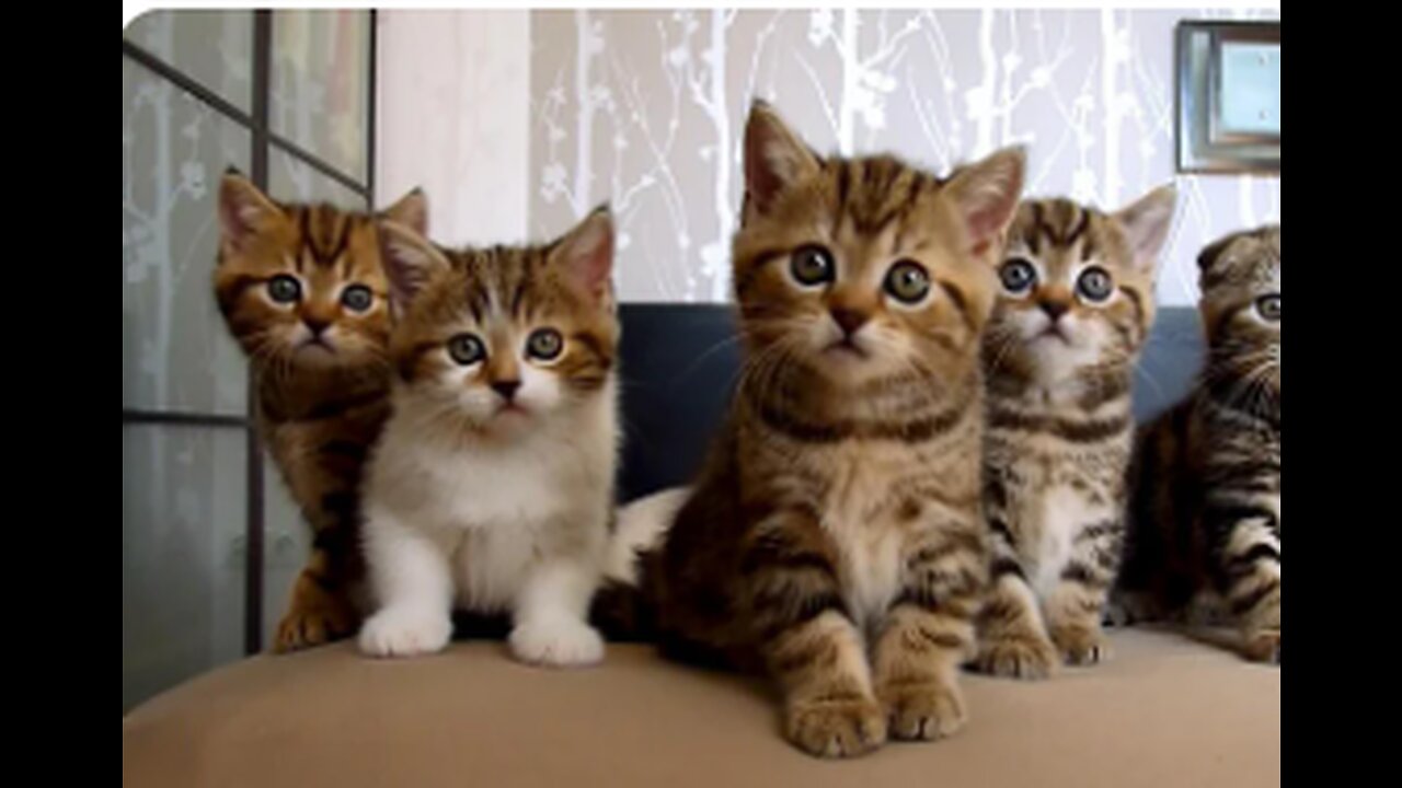 AWWW, So Adorable Cute Kitty Cats Videos Sweet Cat Shorts πΊππ