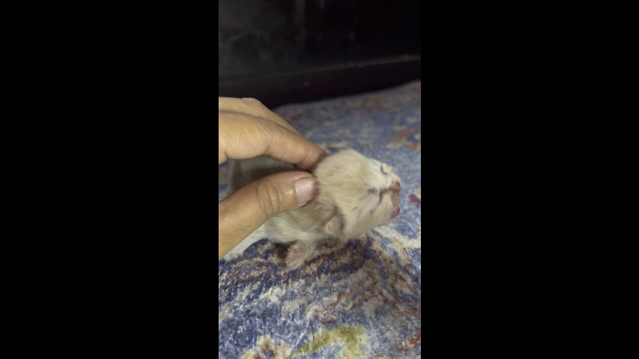 How to take care of newborn kitten( Day 5 )#shortsfeed2023