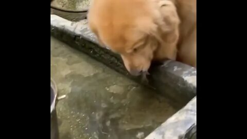 Dog Saves Fish