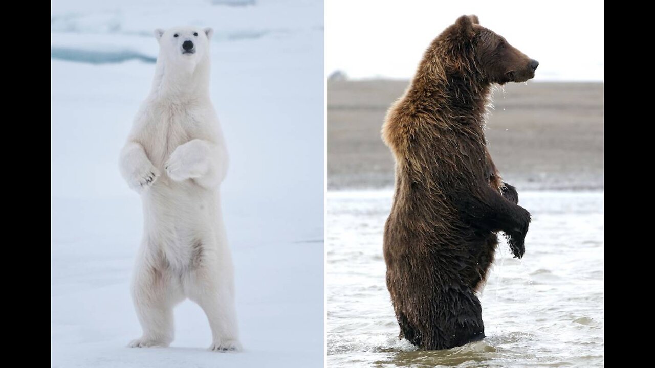 Slideshow tribute to Polar Bears, Black Bears grizzly bears 🐻 .