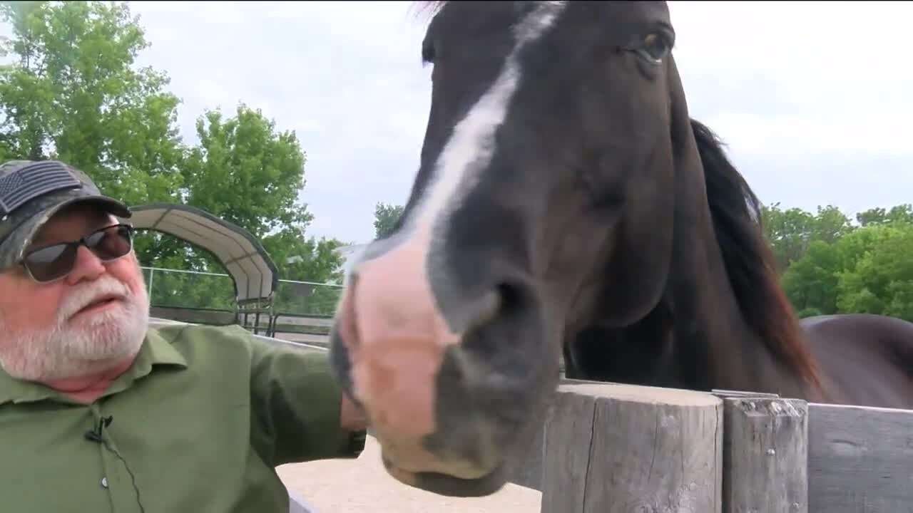 Wisconsin veteran finds healing with help of horses