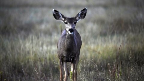 Hunters In New Jersey Help Feed The Hungry This Holiday Season