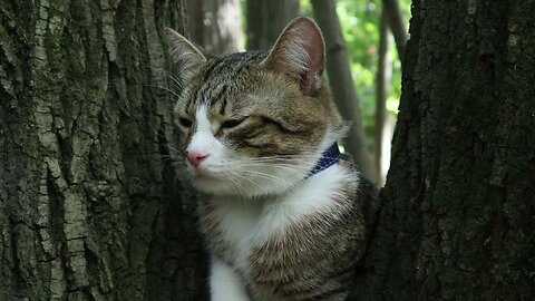 Fluffy Travelling Cat Is Tired in the Evening