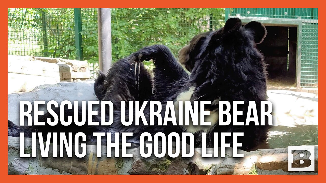 Bear Saved from Front Line Ukraine Town Gets Chance at Good Life in Scottish Zoo