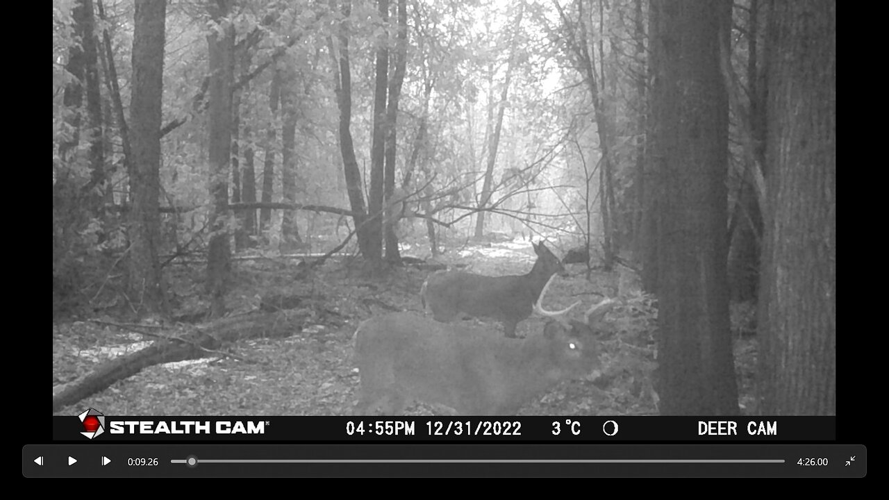January Trail Camera 2023