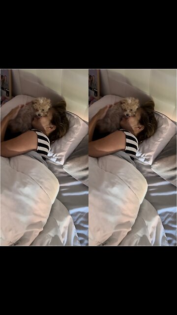 Maltipoo puppy wakes up to her dueña for the morning