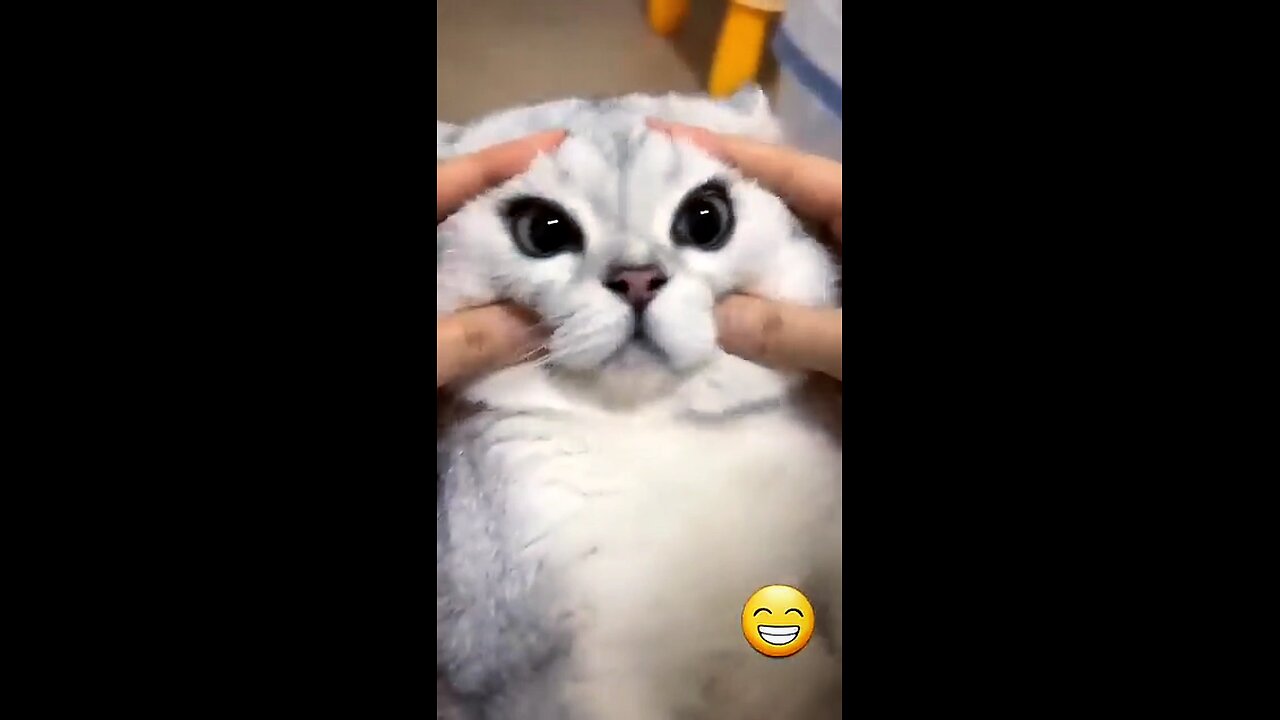 funny cat 🐈 reaction video