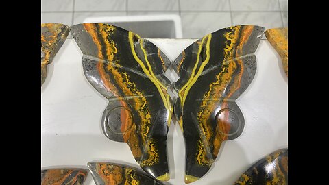 Wing Bumblebee Jasper