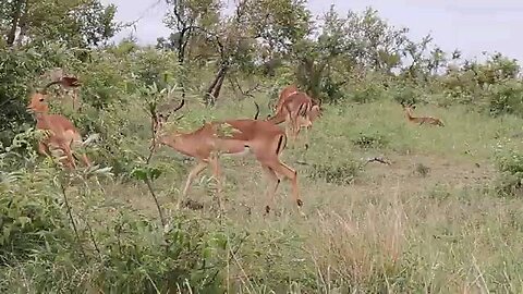 Impala fighting scene : wildlife safari moment