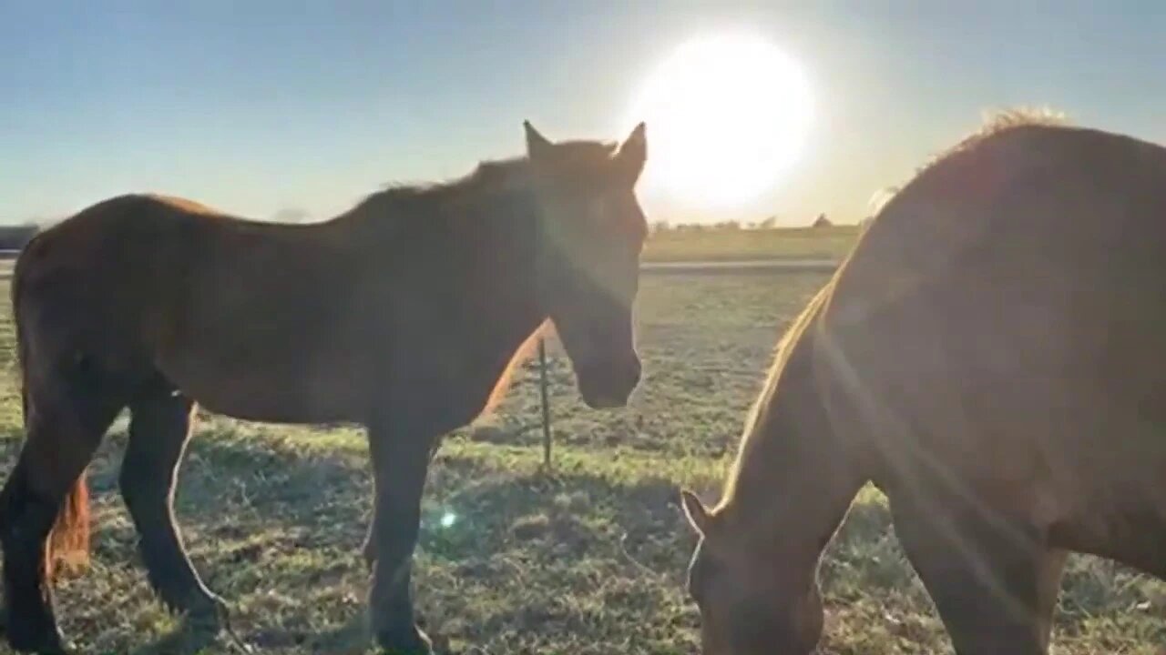 Sorry Gun People Thought I Was On Horse Channel