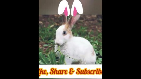 Cute Rabbits Enjoying Party