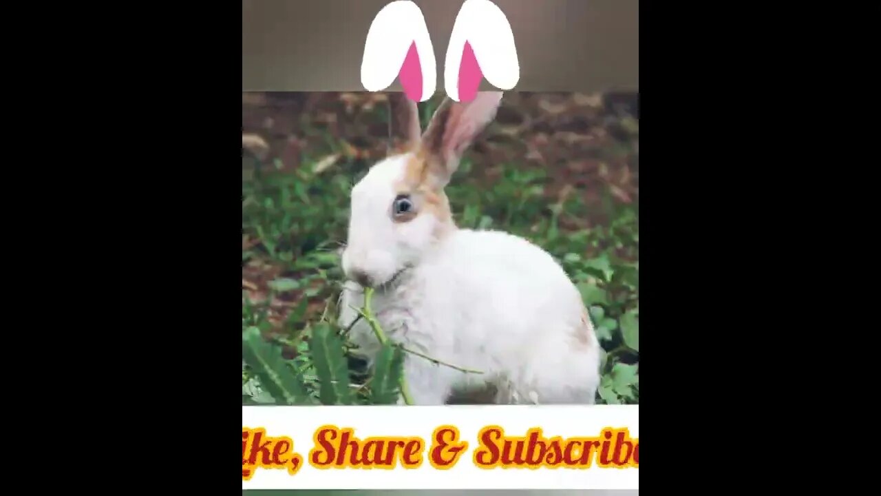 Cute Rabbits Enjoying Party
