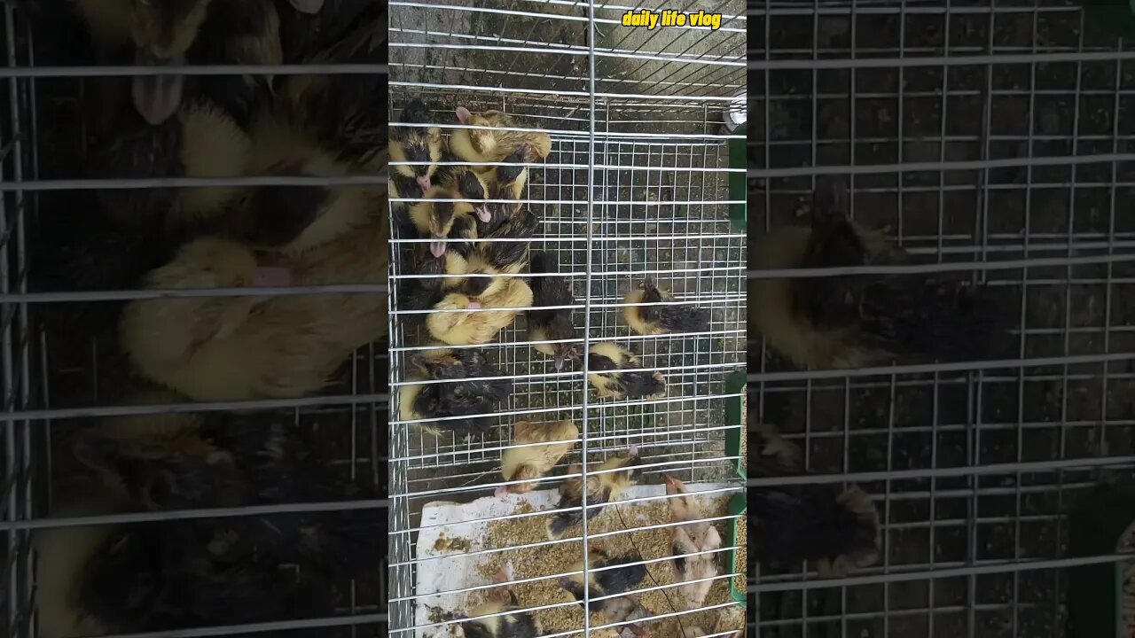 ducklings in the field | daily life vlog