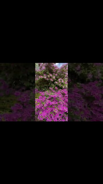 Beautiful flowers in Halifax Public Gardens