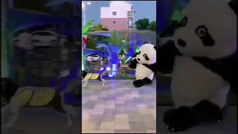 Não aguento esse pandinha. 😍🥰😍🥰😅😅#shorts