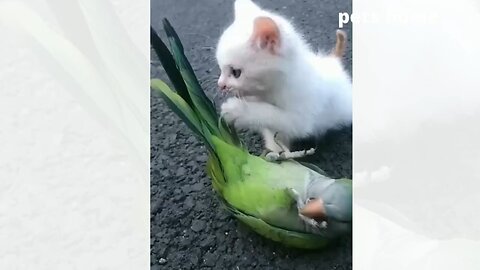 Funniest Animal Videos 2023! | Try Not To Laugh