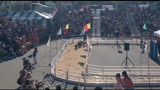 Pig racing at the Wisconsin State Fair