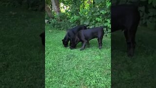 2 PANTHER Dogs Explore New Yard #shorts #canecorso #pets