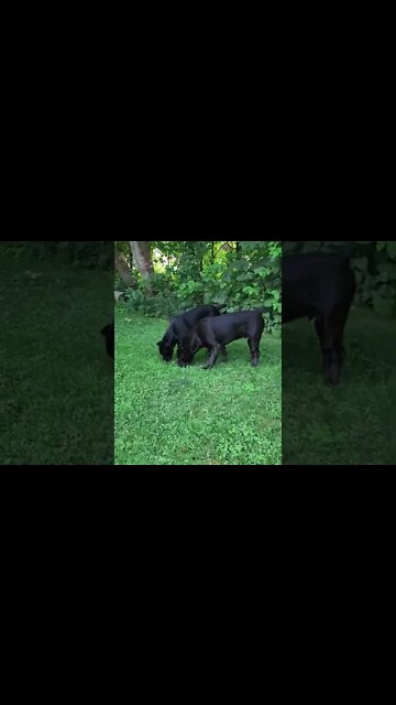 2 PANTHER Dogs Explore New Yard #shorts #canecorso #pets