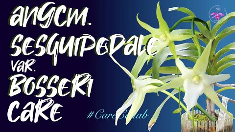 ANGRAECUM SESQUIPEDALE VAR. BOSSERI CARE IN ORCHITOP BY THE MEDITERRANEAN #CareCollab