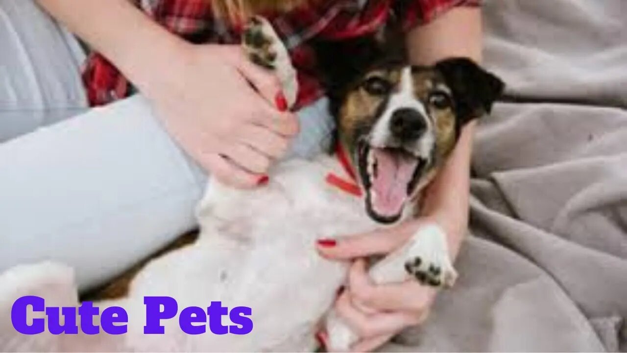 💥Cute Pets Fails Viral Weekly😂🙃of 2020 | Funny Animal Videos💥👌