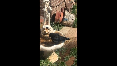 Milo bathing