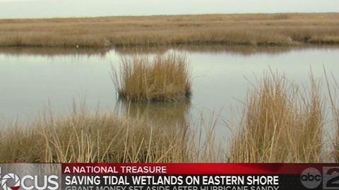 Saving tidal wetlands on the Eastern Shore