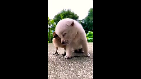 #small 🐕 dogs quite 🥰🥰🤩😘