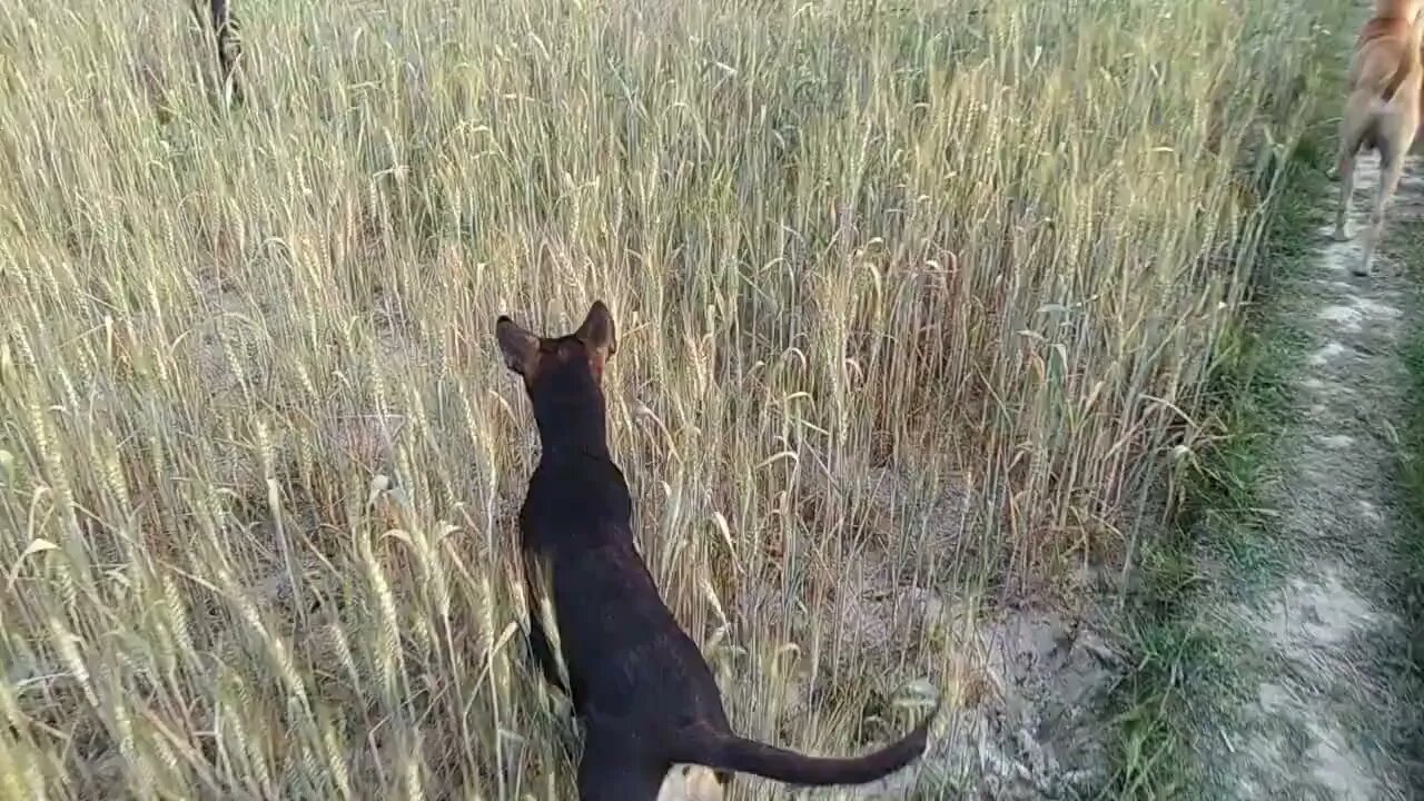 Dog 🐕 Funny Video 😂🤣😂