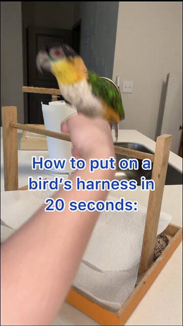 How to quickly put on your bird's harness