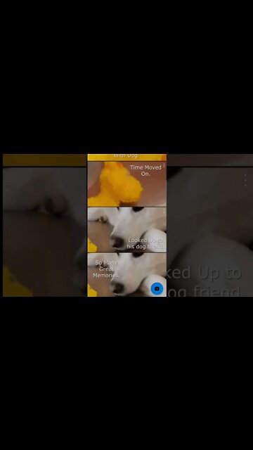 The Baby Giraffe and Dog Story #short #shorts #stories