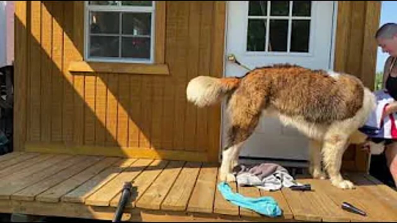 Dog bath outside- St. Bernard