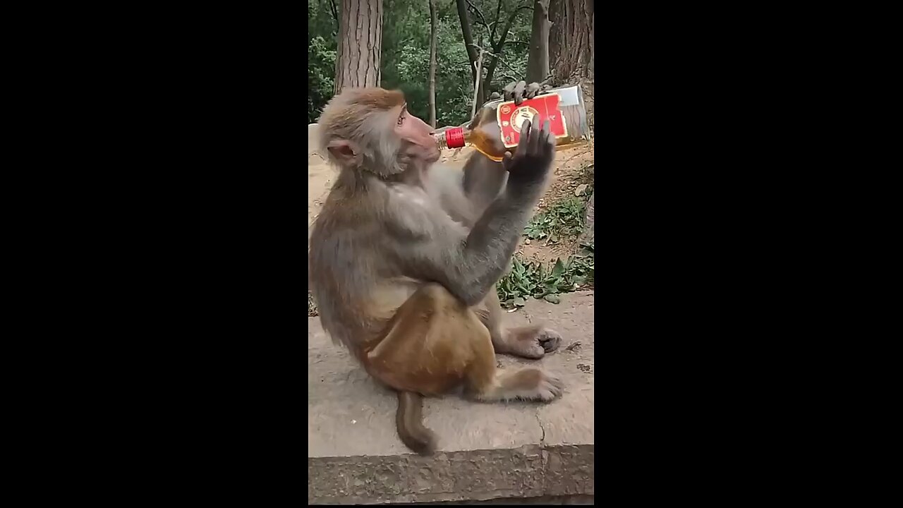 monkey drinking the milk