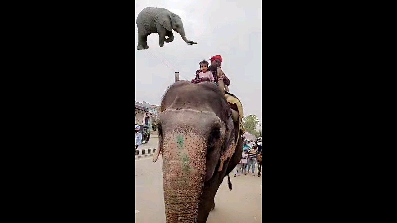 Elephant ride 🐘